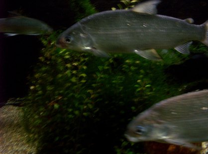 Lake Michigan Whitefish (Photo from: Rmhermen/Wikimedia Commons). Lake Michigan Whitefish (Photo from: Rmhermen/Wikimedia Commons).