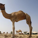 Camels are seen in a farm in Doha December 5, 2010. REUTERS/Fadi Al-Assaad Camels are seen in a farm in Doha December 5, 2010. REUTERS/Fadi Al-Assaad