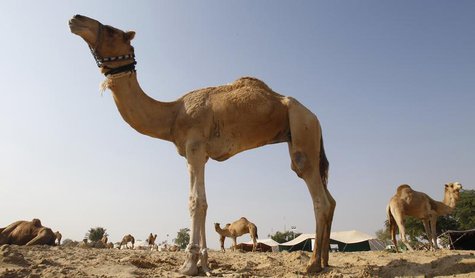 Camels are seen in a farm in Doha December 5, 2010. REUTERS/Fadi Al-Assaad Camels are seen in a farm in Doha December 5, 2010. REUTERS/Fadi Al-Assaad