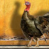 Image courtesy of iStock/Thinkstock (via ABC News Radio) Image courtesy of iStock/Thinkstock (via ABC News Radio)