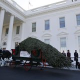 U.S. first lady Michelle Obama (R) and her daughters Sasha and Malia welcome the official White House Christmas tree at the North Portico of U.S. first lady Michelle Obama (R) and her daughters Sasha and Malia welcome the official White House Christmas tree at the North Portico of