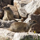 Uinta Ground Squirrels (Photo from: Mscalora/Creative Commons). Uinta Ground Squirrels (Photo from: Mscalora/Creative Commons).