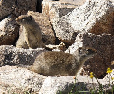 Uinta Ground Squirrels (Photo from: Mscalora/Creative Commons). Uinta Ground Squirrels (Photo from: Mscalora/Creative Commons).
