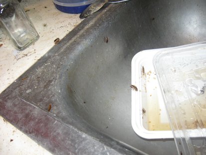 conditions of house pic 2 provided by Vigo County Sheriff conditions of house pic 2 provided by Vigo County Sheriff