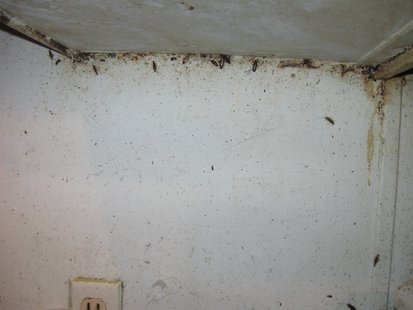 conditions of house pic 3 provided by Vigo County Sheriff conditions of house pic 3 provided by Vigo County Sheriff