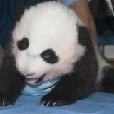 The newest baby panda born at the Smithsonian's National Zoo is seen in a handout picture taken in Washington October 29, 2013. REUTERS/Abby The newest baby panda born at the Smithsonian's National Zoo is seen in a handout picture taken in Washington October 29, 2013. REUTERS/Abby