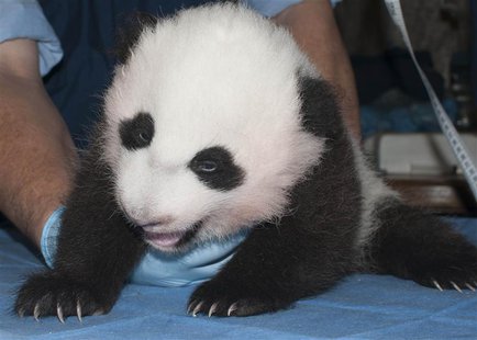 The newest baby panda born at the Smithsonian's National Zoo is seen in a handout picture taken in Washington October 29, 2013. REUTERS/Abby The newest baby panda born at the Smithsonian's National Zoo is seen in a handout picture taken in Washington October 29, 2013. REUTERS/Abby