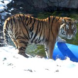 Ussuri the Amur Tiger Ussuri the Amur Tiger