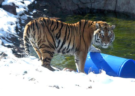 Ussuri the Amur Tiger Ussuri the Amur Tiger