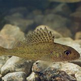 Eurasian Ruffe (Photo from: Tiit Hunt/Creative Commons). Eurasian Ruffe (Photo from: Tiit Hunt/Creative Commons).