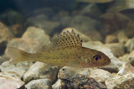 Eurasian Ruffe (Photo from: Tiit Hunt/Creative Commons). Eurasian Ruffe (Photo from: Tiit Hunt/Creative Commons).