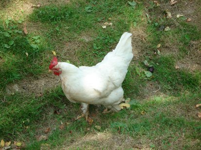 chicken chicken