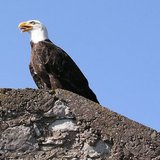 Eagle Source: WikiCommons: Greifvogel, Vögel, Natur, white-tailed eagle, Bird, nature, author:silberberg.de soure:own work date: Aug 2003 Eagle Source: WikiCommons: Greifvogel, Vögel, Natur, white-tailed eagle, Bird, nature, author:silberberg.de soure:own work date: Aug 2003