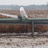 Snowy Owl in Allegan County Snowy Owl in Allegan County
