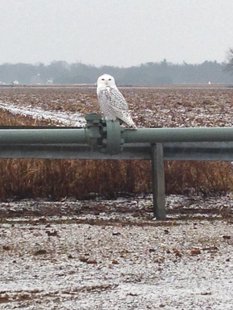 Snowy Owl in Allegan County Snowy Owl in Allegan County