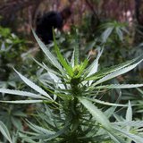 A marijuana plant is seen as officers of Baja California's State Preventive Police (PEP) search for more plants near Hongo in the municipali A marijuana plant is seen as officers of Baja California's State Preventive Police (PEP) search for more plants near Hongo in the municipali