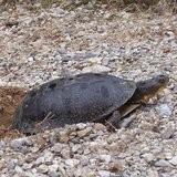 Blanding's Turtle laying her eggs (Photo from: Wikimedia Commons) Blanding's Turtle laying her eggs (Photo from: Wikimedia Commons)