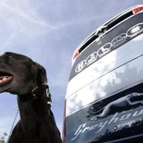 A greyhound sits beside a Greyhound bus at the launch of FirstGroup's new Greyhound UK service in London August 19, 2009. REUTERS/Luke MacGr A greyhound sits beside a Greyhound bus at the launch of FirstGroup's new Greyhound UK service in London August 19, 2009. REUTERS/Luke MacGr