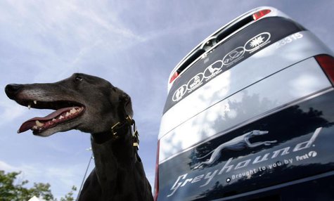 A greyhound sits beside a Greyhound bus at the launch of FirstGroup's new Greyhound UK service in London August 19, 2009. REUTERS/Luke MacGr A greyhound sits beside a Greyhound bus at the launch of FirstGroup's new Greyhound UK service in London August 19, 2009. REUTERS/Luke MacGr