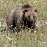 A grizzly bear walks in a meadow in Yellowstone National Park, Wyoming August 12, 2011. REUTERS/Lucy Nicholson A grizzly bear walks in a meadow in Yellowstone National Park, Wyoming August 12, 2011. REUTERS/Lucy Nicholson