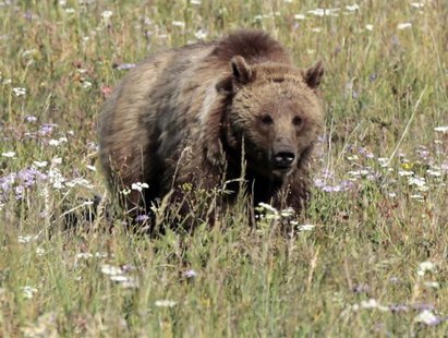 A grizzly bear walks in a meadow in Yellowstone National Park, Wyoming August 12, 2011. REUTERS/Lucy Nicholson A grizzly bear walks in a meadow in Yellowstone National Park, Wyoming August 12, 2011. REUTERS/Lucy Nicholson