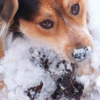 Cold Pets Cold Pets