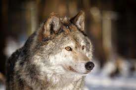 wolf wolf