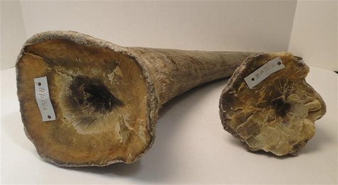 Rhino horns are pictured in this undated handout photo courtesy of the United States Attorney's Office, District of New Jersey. REUTERS/Unit Rhino horns are pictured in this undated handout photo courtesy of the United States Attorney's Office, District of New Jersey. REUTERS/Unit