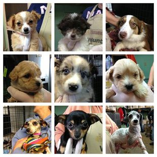 These are just some of the puppies rescued by the Lincoln County Humane Society 12/21/13. Photo: Lincoln County Humane Society
These are just some of the puppies rescued by the Lincoln County Humane Society 12/21/13. Photo: Lincoln County Humane Society
