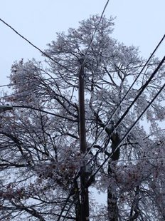 Ice, wires and trees can be a very bad mix at this time of the year. (photo courtesy Consumers Energy} Ice, wires and trees can be a very bad mix at this time of the year. (photo courtesy Consumers Energy}