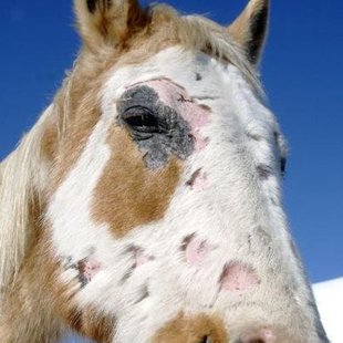 Horse rescued in Morton County Horse rescued in Morton County