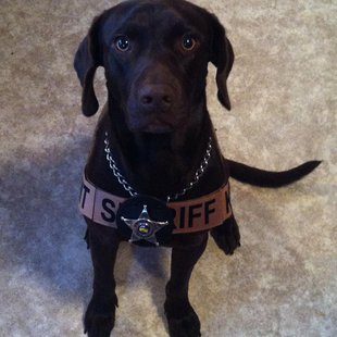 Vigo County Sheriff K-9 Officer Rudy Vigo County Sheriff K-9 Officer Rudy