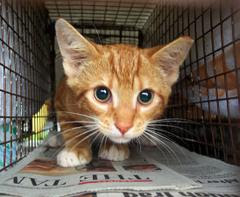Cat in Carrier - Photo: Kronenwetter Police Dept. Cat in Carrier - Photo: Kronenwetter Police Dept.