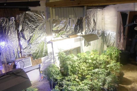 Marijuana plants found at the rented home of former fugitive Aubrey Lee Price in Marion County, Florida, is shown in this undated handout ph Marijuana plants found at the rented home of former fugitive Aubrey Lee Price in Marion County, Florida, is shown in this undated handout ph