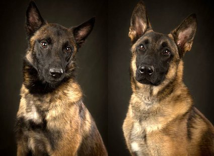 Radar (Left) and Leo (Right) Marathon County Sheriff's Department K9's Radar (Left) and Leo (Right) Marathon County Sheriff's Department K9's