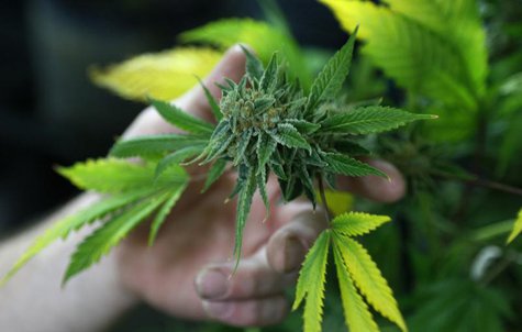 A fully budded marijuana plant ready for trimming is seen at the Botanacare marijuana store ahead of their grand opening on New Year's day i A fully budded marijuana plant ready for trimming is seen at the Botanacare marijuana store ahead of their grand opening on New Year's day i