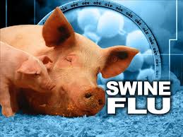 This same variant of the H1N1 swine flu virus caused the pandemic in 2009. This same variant of the H1N1 swine flu virus caused the pandemic in 2009.