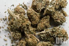 marijuana marijuana