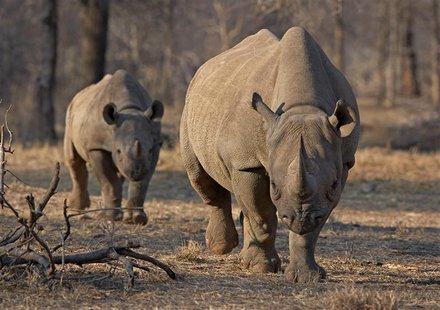 An endangered east African black rhinoceros and her young one walk in Tanzania's Serengeti park in this file photo from May 21, 2010, during An endangered east African black rhinoceros and her young one walk in Tanzania's Serengeti park in this file photo from May 21, 2010, during