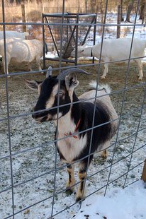 Dairy goat (Photo from: Jennifer Dickert/Creative Commons) Dairy goat (Photo from: Jennifer Dickert/Creative Commons)
