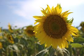 Sunflower Sunflower