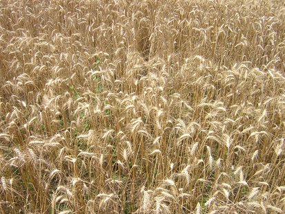 Wheat field Wheat field