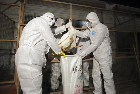 Health officials in protective suits put a goose into a sack as part of preventive measures against the H7N9 bird flu at a poultry market in Health officials in protective suits put a goose into a sack as part of preventive measures against the H7N9 bird flu at a poultry market in