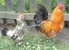 Chickens Chickens