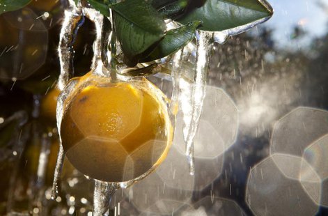 Sprinklers spray water onto a field of orange plantation for the cold weather to coat a protective layer of ice around them in Plant City, F Sprinklers spray water onto a field of orange plantation for the cold weather to coat a protective layer of ice around them in Plant City, F