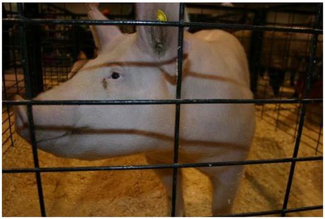 Sioux Empire Farm Show (KELO File) Sioux Empire Farm Show (KELO File)