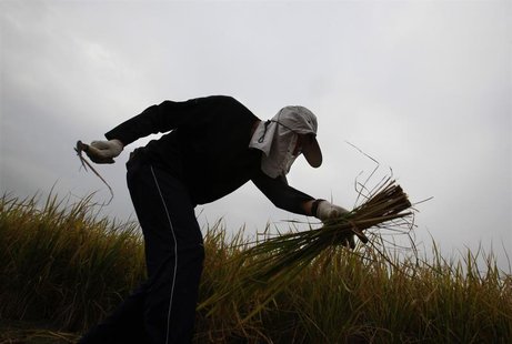 A volunteer works in one of the last paddy fields at Hong Kong's New Territories, near the border with Shenzhen November 6, 2013. REUTERS/Bo A volunteer works in one of the last paddy fields at Hong Kong's New Territories, near the border with Shenzhen November 6, 2013. REUTERS/Bo