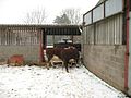 Bovine Bovine