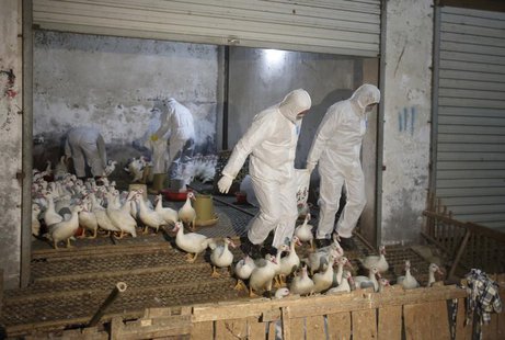 Health officials in protective suits transport sacks of poultry as part of preventive measures against the H7N9 bird flu at a poultry market Health officials in protective suits transport sacks of poultry as part of preventive measures against the H7N9 bird flu at a poultry market