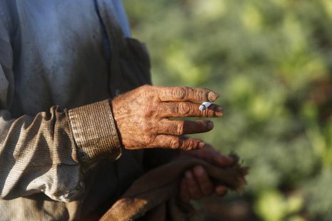 A worker smokes as he harvests tobacco leaves in a field in the West Bank village of Jalqamus near Jenin June 15, 2013. REUTERS/Mohamad Toro A worker smokes as he harvests tobacco leaves in a field in the West Bank village of Jalqamus near Jenin June 15, 2013. REUTERS/Mohamad Toro